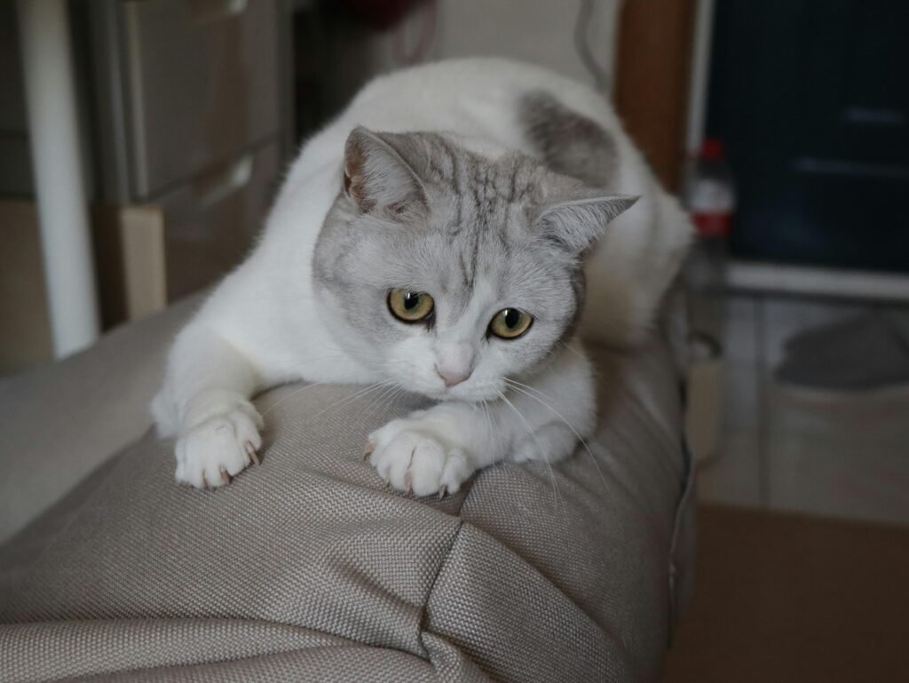 Adorable British Shorthair cat lounging indoors, perfect for pet lovers.