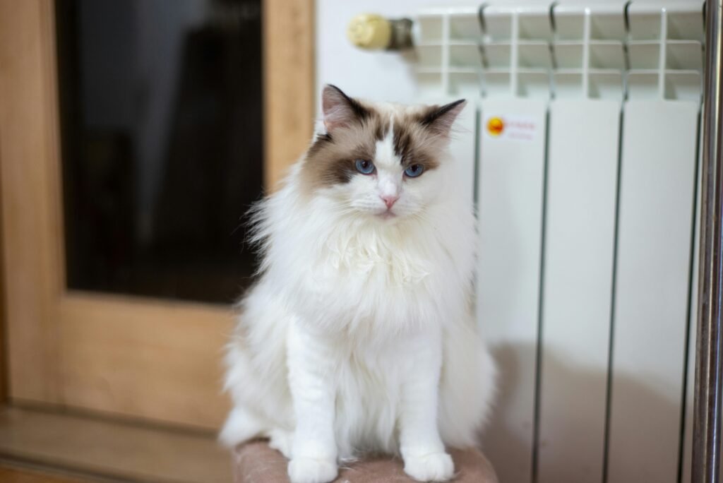 Charming Ragdoll cat with blue eyes sits by a radiator indoors, exuding elegance and calm.