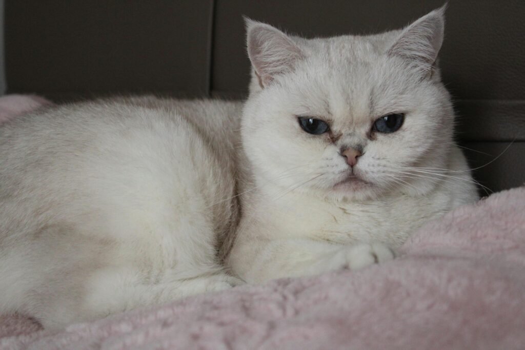 Adorable white British Shorthair cat resting on a pink blanket indoors in Düzce, Türkiye.