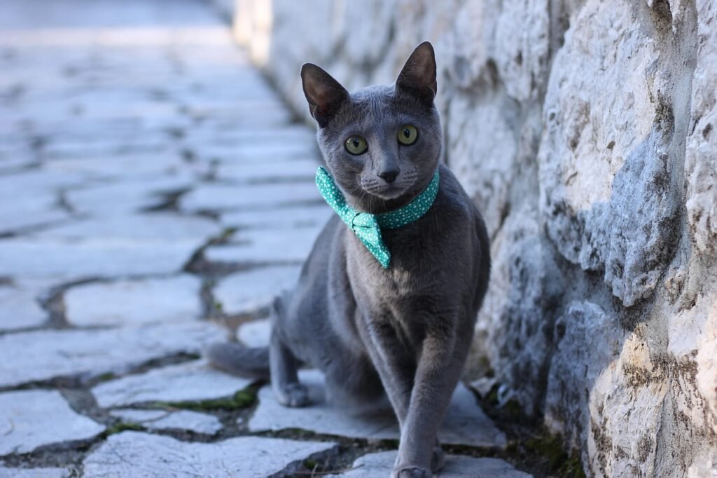 Katze, Tier, Haustier, Haustiere, Fliege, blau, russisch, blaue Haustiere
