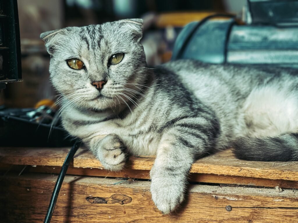 Nahaufnahme einer Scottish Fold Katze, die auf einem Holzschreibtisch ruht und ihre charakteristischen gefalteten Ohren sowie ihr ruhiges Wesen zeigt.