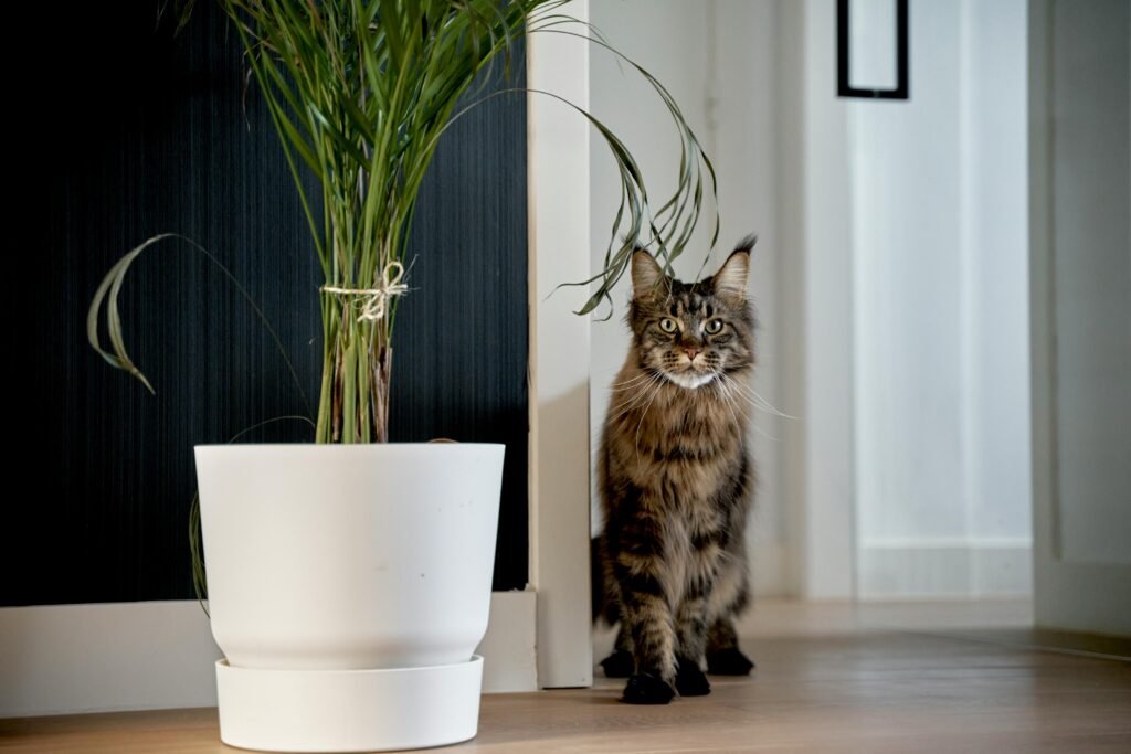 Eine Maine-Coon-Katze sitzt neben einer Topfpflanze in einem stilvollen, modernen Wohninterieur.