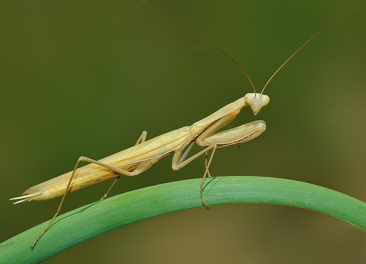 Chitin Der natürliche Ballaststoff